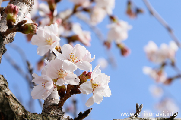 開花した下岡崎近隣公園の桜 [2016年3月31日撮影]