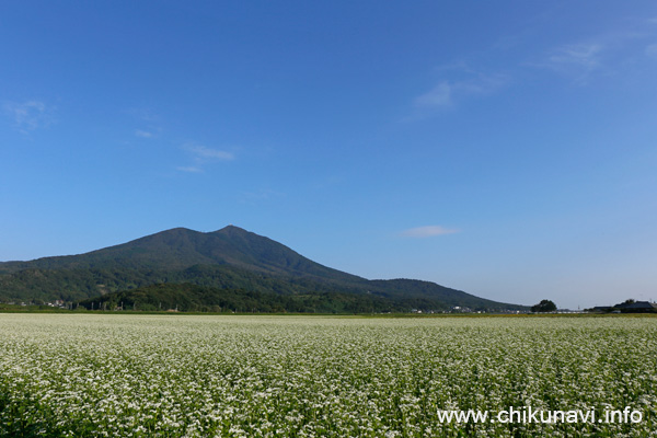 明野から撮影した筑波山とそば畑 [2016年10月7日撮影]