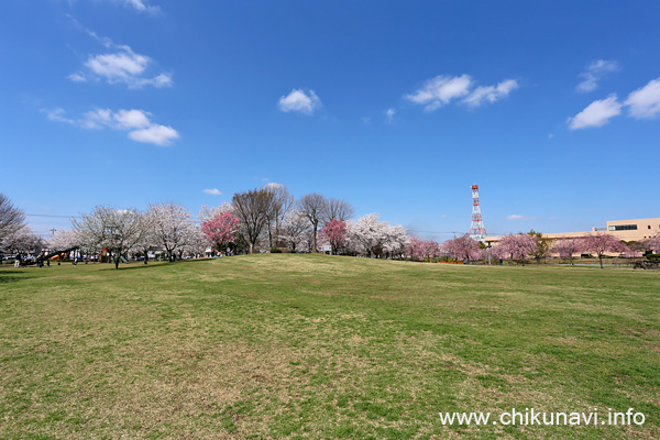 下岡崎近隣公園の桜 [2022年4月2日10時36分頃撮影]