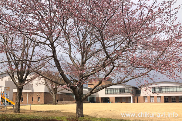 すでに開花していた県西生涯学習センターの桜 [2023年3月17日撮影]