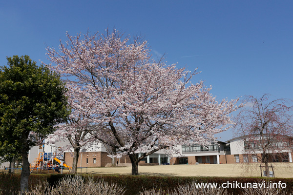県西生涯学習センターの桜 [2023年3月22日撮影]