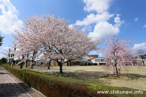 桜吹雪の頃の県西生涯学習センターの桜 [2023年3月29日撮影]