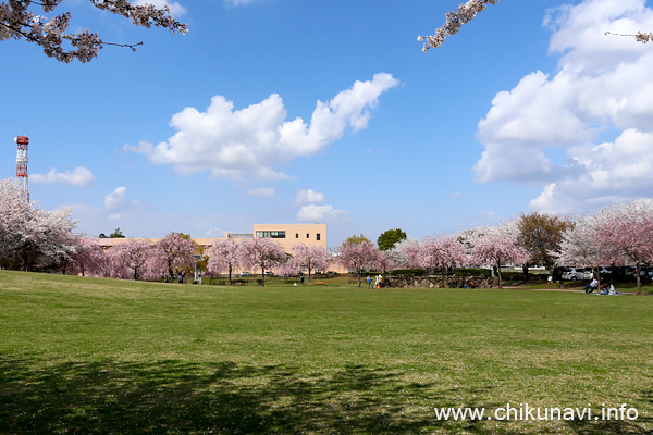 下岡崎近隣公園の桜 [2023年3月29日撮影]