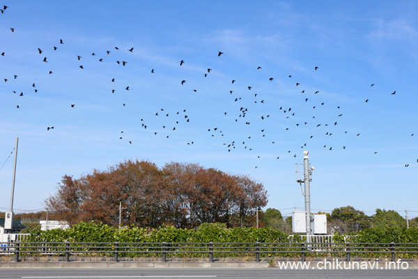 新川島橋や筑西游湯館近くを飛ぶカラスの大群 [2023年11月16日撮影]