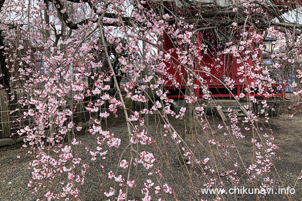 ４分咲きになっていた延命寺の枝垂れ桜 [2024年3月28日撮影]