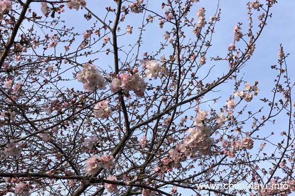 県西生涯学習センターの桜 [2024年3月30日撮影]