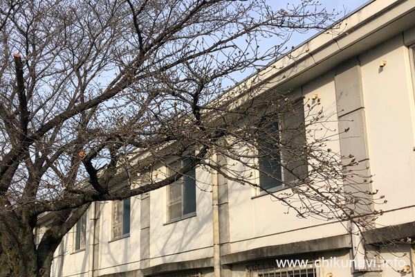 開花した下館工業高校の桜 [2024年3月30日撮影]