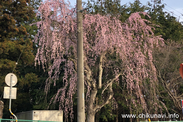 ７分咲きになっていた大田小学校隣接神社の枝垂れ桜 [2024年3月30日撮影]