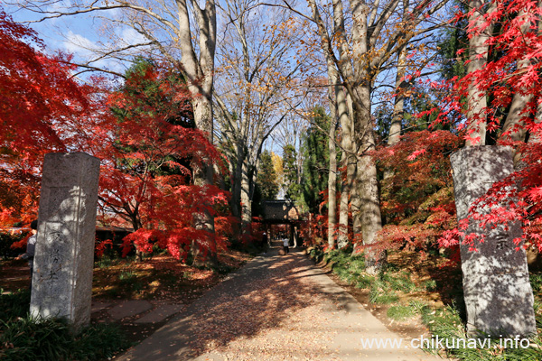 最勝寺の紅葉 [2024年12月7日撮影]