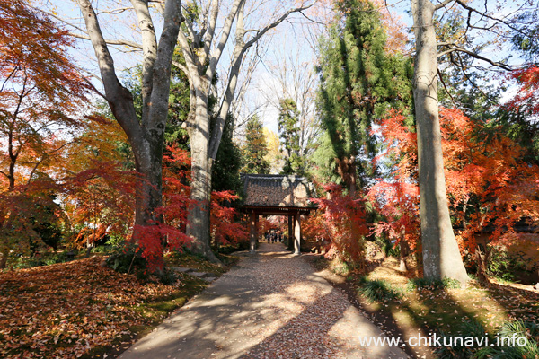 最勝寺の紅葉 [2024年12月7日撮影]