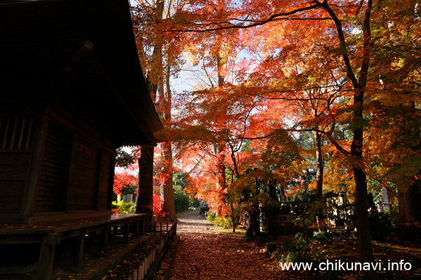 最勝寺の紅葉 [2024年12月7日撮影]