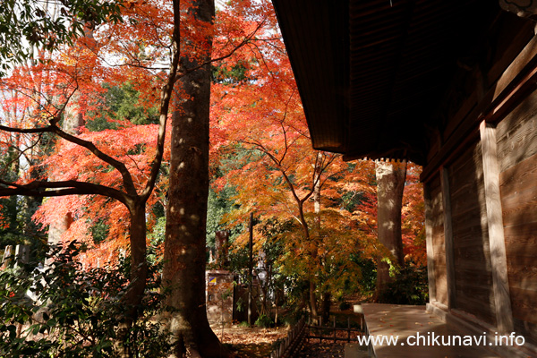 最勝寺の紅葉 [2024年12月7日撮影]