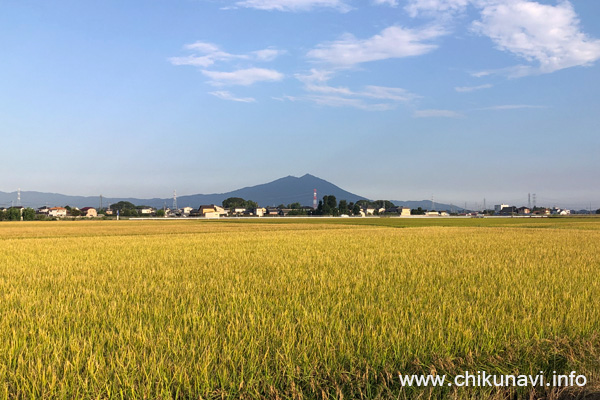 間もなく稲刈りが行われる下館駅南の田んぼ [2025年9月8日撮影]