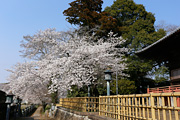 観音寺 (中館) のさくら