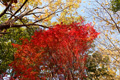 県西総合公園の紅葉