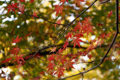 県西総合公園の紅葉