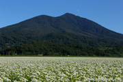 筑波山とそば畑