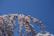 延命寺のしだれ桜