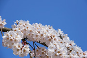 延命寺のしだれ桜