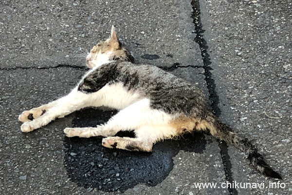 路地裏で横たわっていた少し小さめの猫 [2024年7月28日撮影]