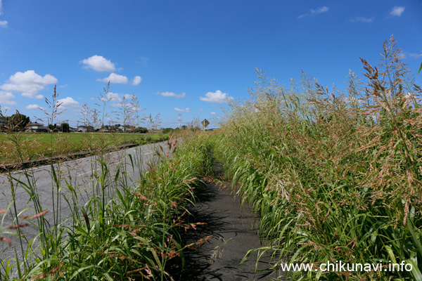 草ボウボウで通れない黒子橋東の道路沿いの歩道 [2024年9月5日撮影]