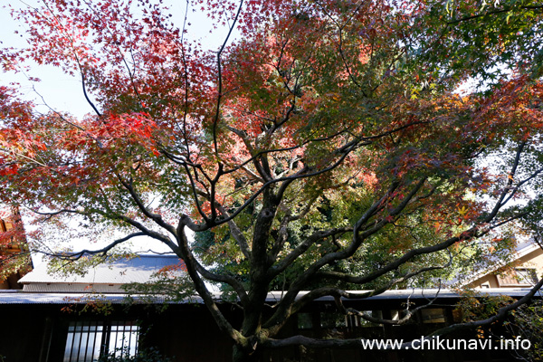 最勝寺の紅葉