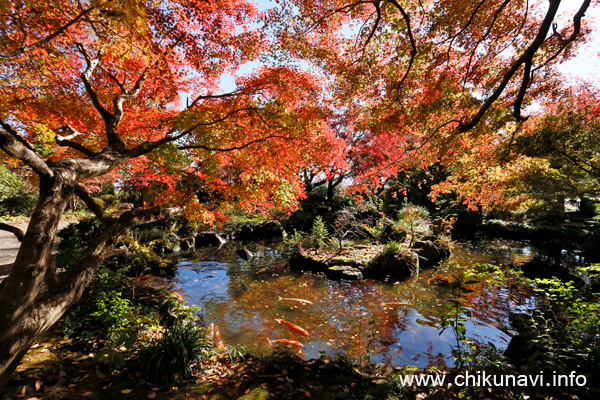 最勝寺の紅葉