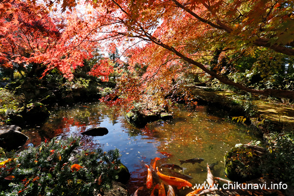 最勝寺の紅葉