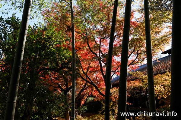 最勝寺の紅葉