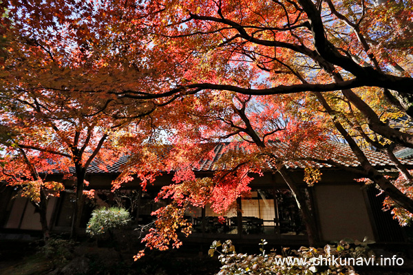 最勝寺の紅葉