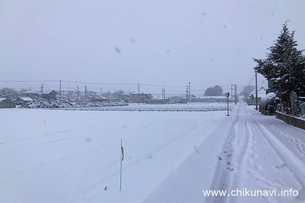 筑西市野殿に降った雪 [2026年2月8日撮影]