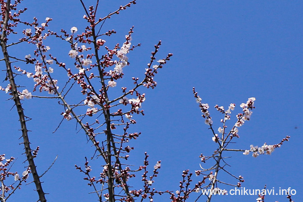 庭の紅梅 [2026年2月28日撮影]