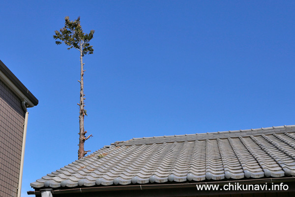 お隣さんの２階建の屋根よりはるかに高い推定 10m の庭木 [2026年2月28日撮影]