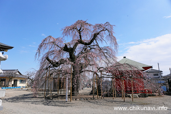 開花した延命寺の樹齢300年のしだれ桜 [2026年3月19日撮影]