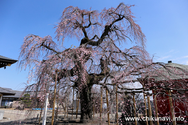 開花した延命寺の樹齢300年のしだれ桜 [2026年3月19日撮影]