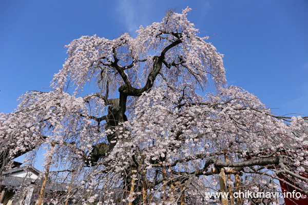 延命寺の樹齢300年のしだれ桜 [2026年3月24日撮影]