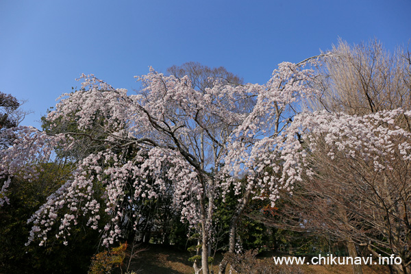 観音寺 (中館) のしだれ桜 [2026年3月24日撮影]