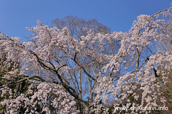観音寺 (中館) のしだれ桜 [2026年3月24日撮影]