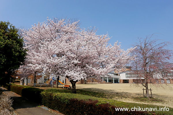県西生涯学習センターの桜 [2026年3月29日撮影]