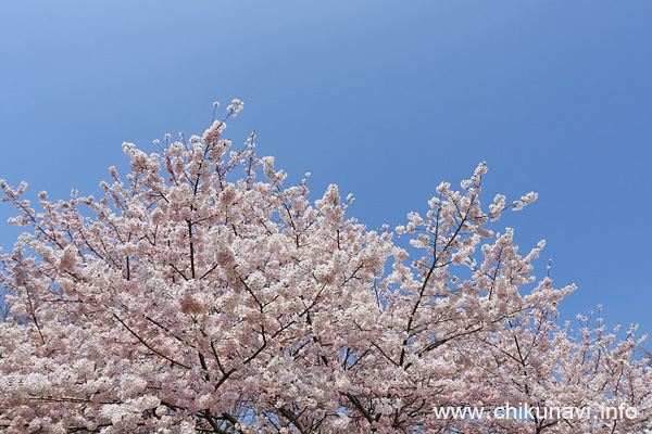 県西生涯学習センターの桜 [2026年3月29日撮影]