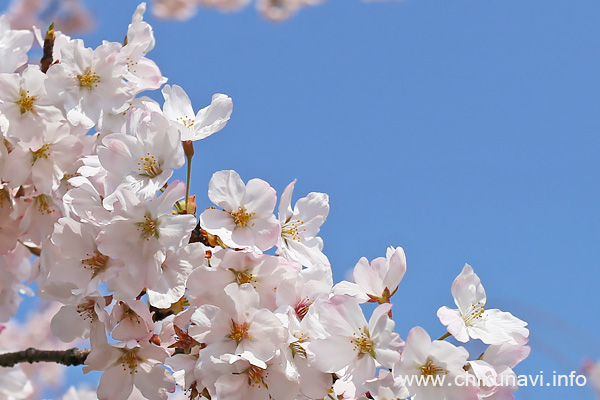 県西生涯学習センターの桜 [2026年3月29日撮影]
