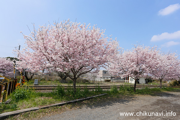 黒子駅の桜 [2026年3月29日撮影]
