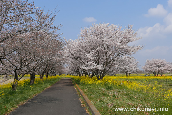 母子島遊水地の桜 [2026年3月29日撮影]