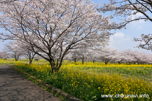 母子島遊水地の桜 [2026年3月29日撮影]