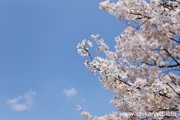母子島遊水地の桜 [2026年3月29日撮影]