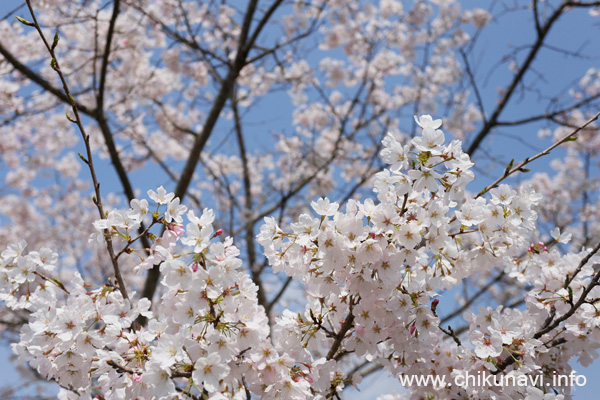 母子島遊水地の桜 [2026年3月29日撮影]