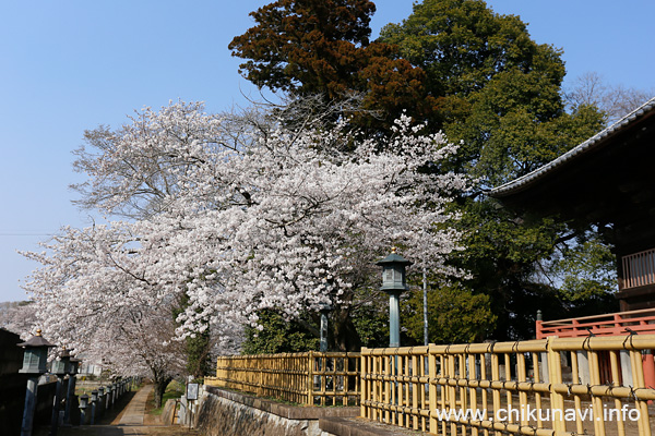 観音寺 (中館) の桜 [2026年3月29日撮影]