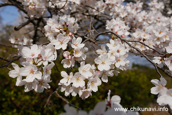 観音寺 (中館) の桜 [2026年3月29日撮影]