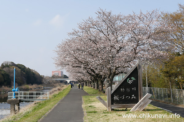 勤行川桜づつみの桜 [2026年3月29日撮影]