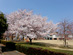 県西生涯学習センターのさくら